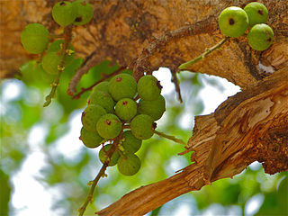 Figs carried on spurs