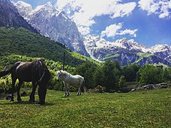 Albanian horses in the park