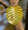 Old leaf at Jayanti