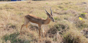 A deer spotted in Kheoni Wildlife Sanctuary