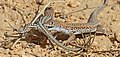 Image 38Bosc's fringe-toed lizards during courtship