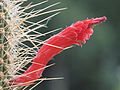 spines