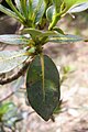 Cryptocarya gregsonii leaves