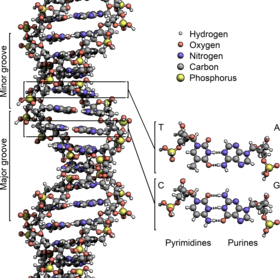 DNA structural diagram