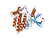 1xbc: Crystal structure of the syk tyrosine kinase domain with Staurosporin