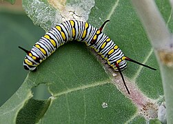 Older caterpillar