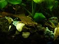 Picture of an African dwarf frog.