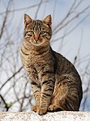 Male tabby cat