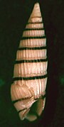 Myurella pygmaea