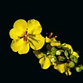 Verbascum sinuatum flowers