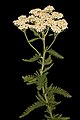 Image 2Yarrow, a medicinal plant found in human-occupied caves in the Upper Palaeolithic period. (from History of medicine)