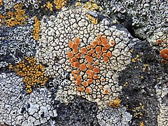 Rock covered with cracked multicoloured crust: white, yellow and bright orange
