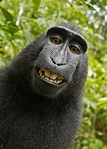 "Monkey selfie", by the depicted monkey