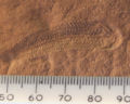 Image 30A 580 million year old fossil of Spriggina floundensi, an animal from the Ediacaran period. Such life forms could have been ancestors to the many new forms that originated in the Cambrian Explosion. (from History of Earth)