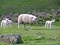On page about Texel (sheep)