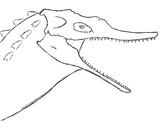 A drawing of Volcanosuchus Statisticae (Inaccurate)