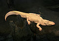 Image 9 Albino alligator