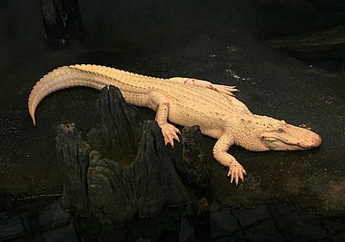 Albino American Alligator