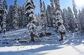Pine trees in the snow in Pahalgam