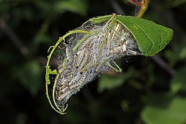 Caterpillars in nest