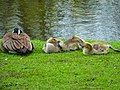 Canada goose and goslings on shore of Estabrook Park Pond