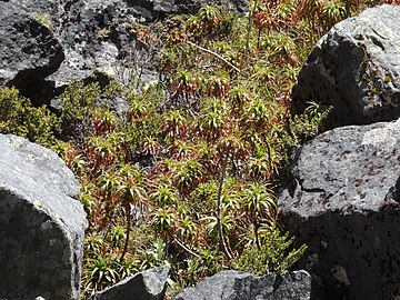 A large clump of D. menziesii