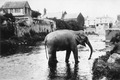 Monmouth Museum: An Elephant escaped from the Mop Fair as they were leaving Monmouth.