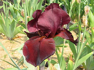 Chestnut iris cultivars like 'Samurai Warrior' are the closest that breeders have been able to attain to a red bearded iris