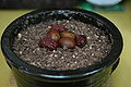 Pat sirutteok, steamed rice cake covered with azuki bean crumbles