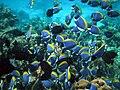 Image 9Surgeonfish are among the most common of coral reef herbivores, often feeding in shoals. This may be a mechanism for overwhelming the highly aggressive defence responses of small territorial damselfishes that vigorously guard small patches of algae on coral reefs. (from Coral reef fish)