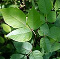 Leaves may be smooth or notched on the same plant.
