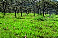 Pathumma (Curcuma alismatifolia), Sai Thong National Park
