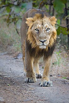 Indian Lion Gir