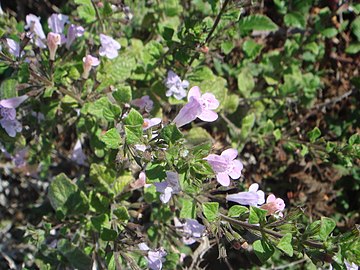 Clinopodium menthifolium subsp. menthifolium