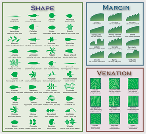 Chart of leaf morphology characteristics