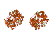 2yrs: Human hemoglobin D Los Angeles: crystal structure