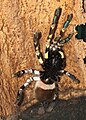 Indian ornamental tree spider