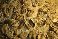 A cluster of fossils of the trilobite Homotelus bromidensis