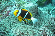 A. chrysopterus (orange-fin anemonefish), Palau