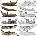 Dentary specimen of "VOD3", potentially belonging to Galleonosaurus