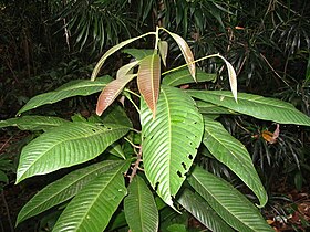 Eusideroxylon zwageri leaves
