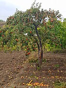 Apple tree in Geghhovit