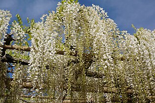 White wisteria at Ashikaga Flower Park