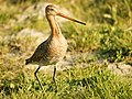 The globally near threatened (NT) black-tailed godwit is found in Thy National Park.