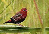 Male Red avadavat in breeding plumage