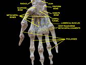 Wrist joint. Deep dissection. Anterior, palmar view