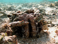 Tripneustes gratilla covering itself with rocks (Réunion island).