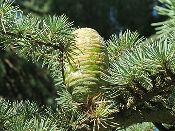 Leaves and female cone