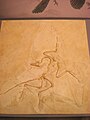 Replica of an Archaeopteryx fossil