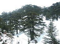 Lebanese cedar in the Lord's Cedar Forest in winter.